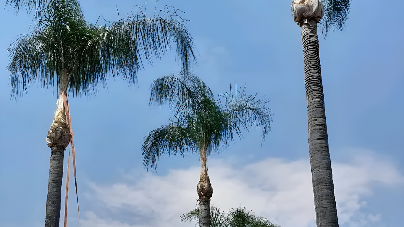 palm tree cleaning in durban